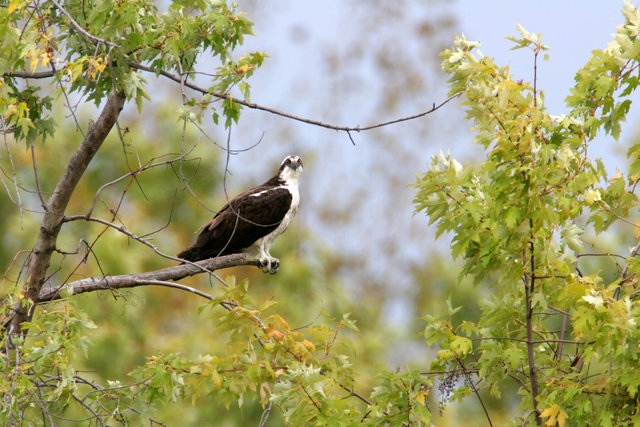 Osprey, Ohio