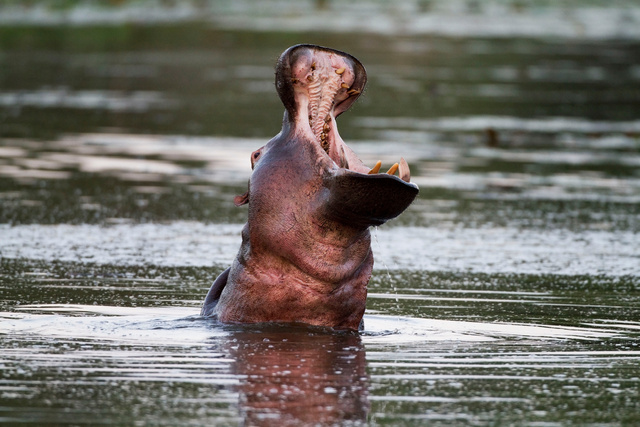 Hippo