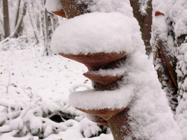 Fungi in the snow (2) VB.JPG