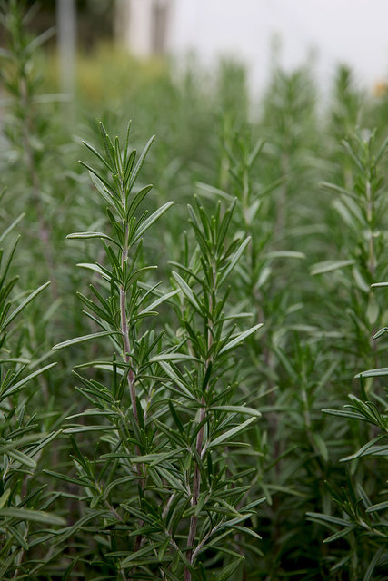 Rosemary