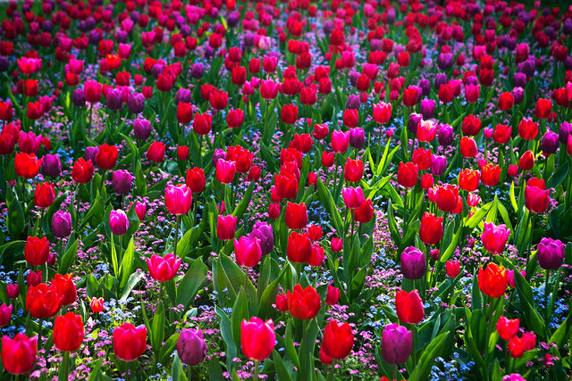 Tulips Take Over