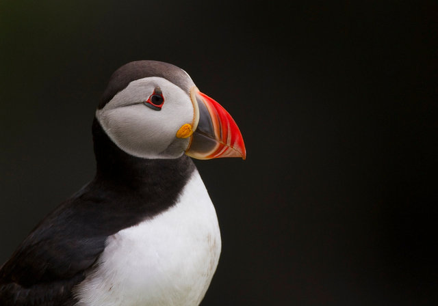 Puffin