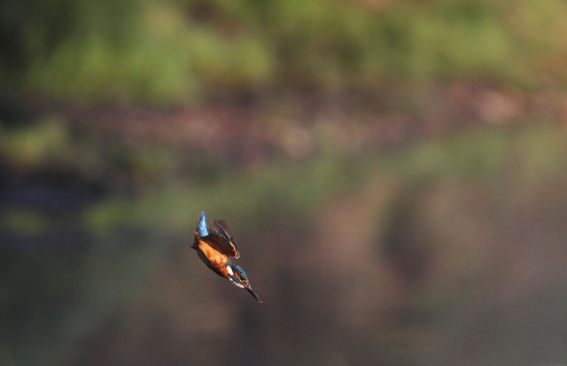 Kingfisher