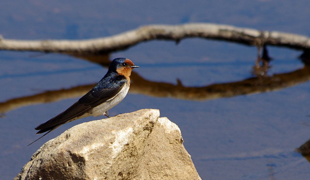 Welcome Swallows on Blue Fish Trail (3) edited VB.JPG