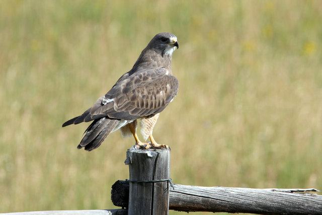 Raptor, Wyoming