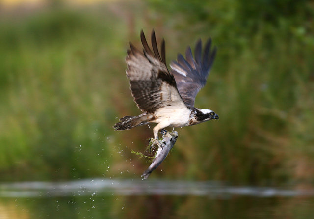 Osprey