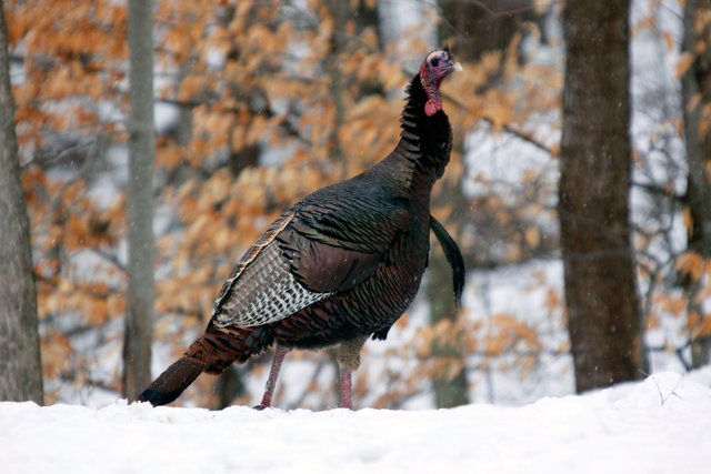 Wild Turkey, early spring, southern Ohio