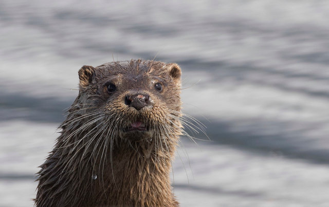 Otter