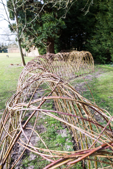 Willow Project-4.jpg
