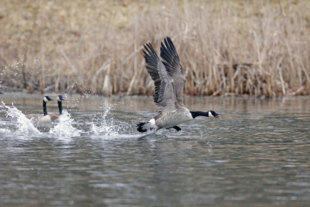 Canada Goose