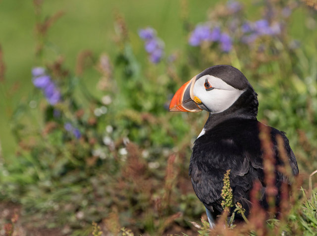 Puffin