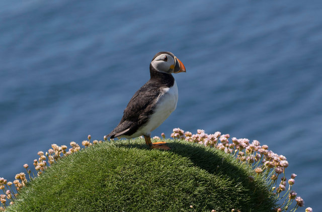 Puffin