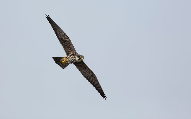 Hobby