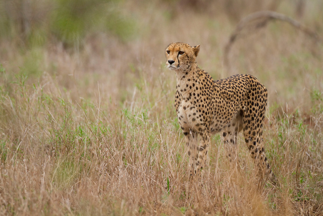 Cheetah