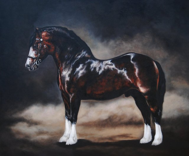 Welsh Cob typ C, 70x58 olej na desce