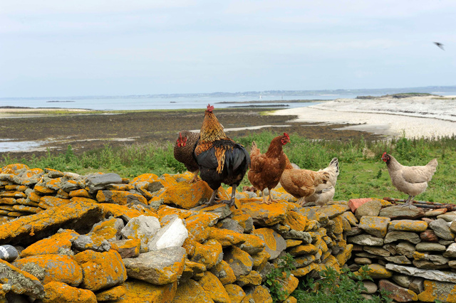 Heureux gallinacés qui, libres comme l'air, ne sont là que pour le fun et...les oeufs!