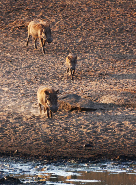 Warthogs