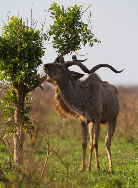 Kudu