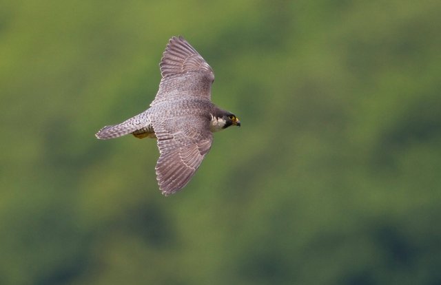 Peregrine falcon
