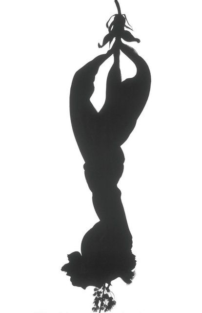 Hibiscus Silhouette II