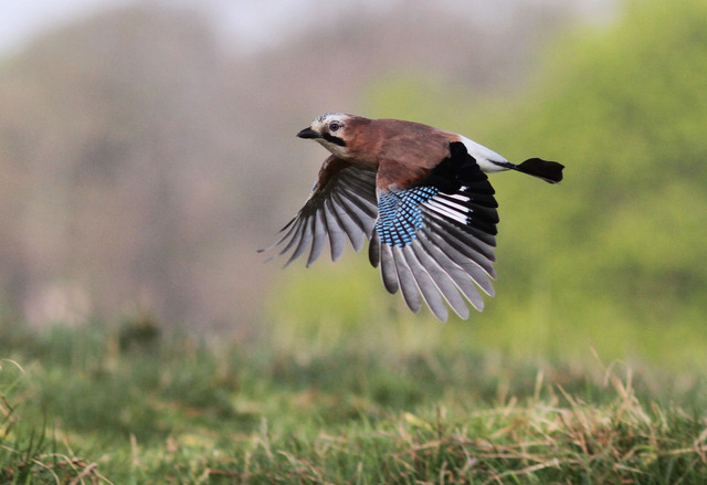Jay