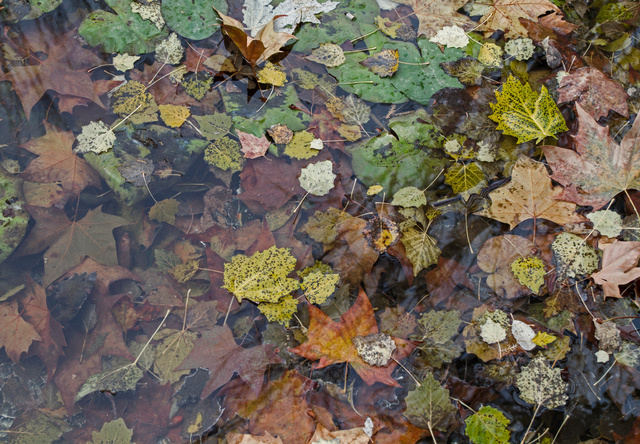 leaves.jpg