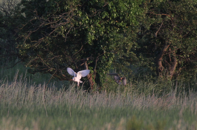 Kestrel taking prey from Barn Owl