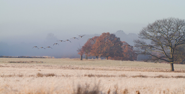 Canada geese