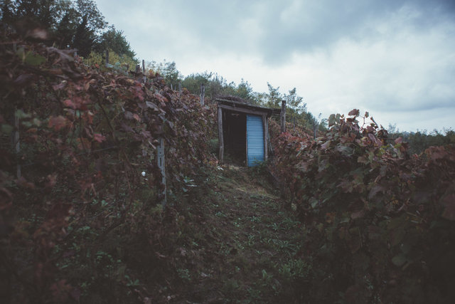 Langhe-7.jpg