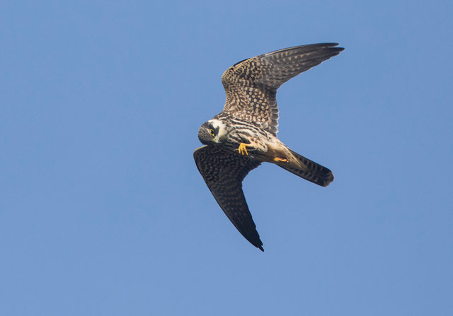 Hobby with dragonfly