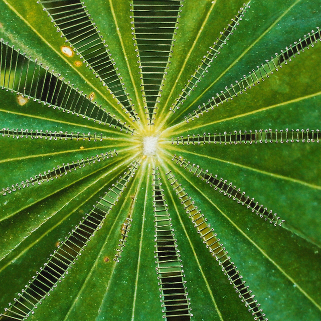sterplant.jpg