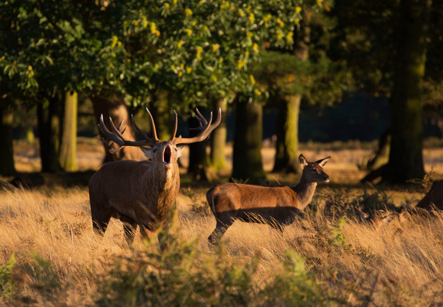 Red Deer Stag and Hind