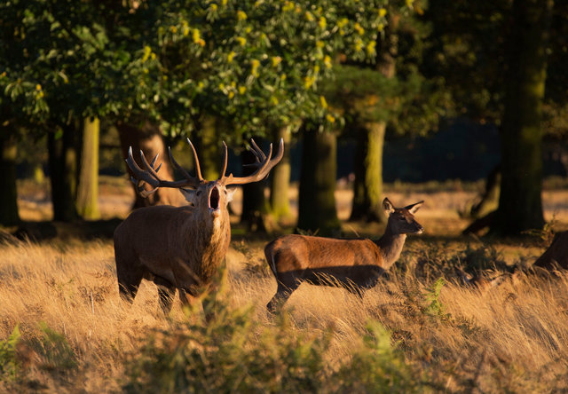 Red Deer Stag and Hind