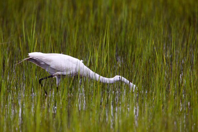 Great Egret, NC