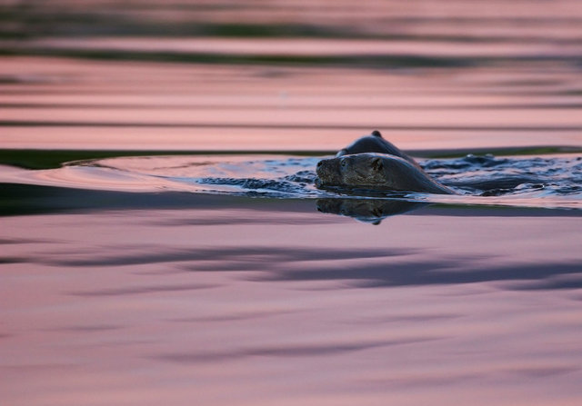 Otters