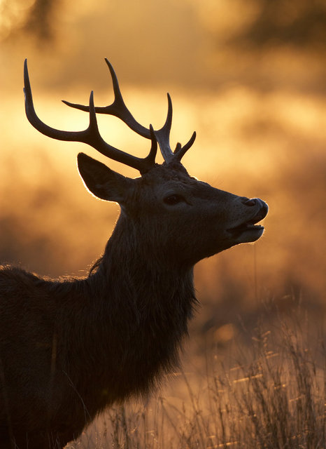 Red Deer Stag
