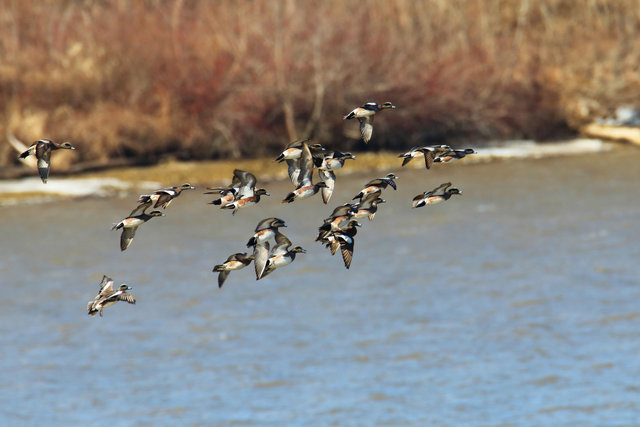 American Wigeons, March, Ohio