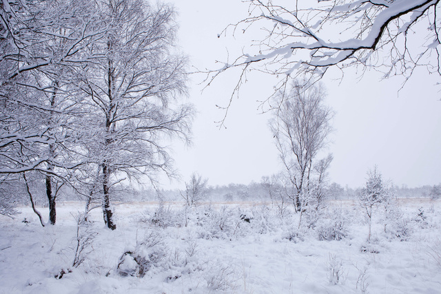 Witte Veen