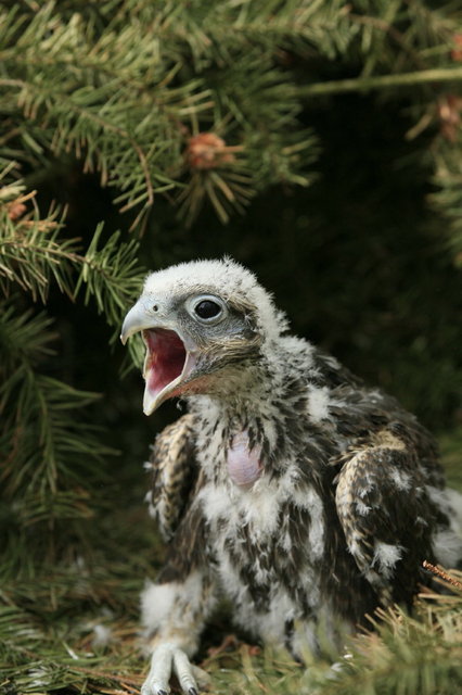 roofvogel jong