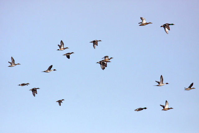 Mallards, Northern Pintails, American Wigeons and a Green-winged Teal in flight over central Ohio