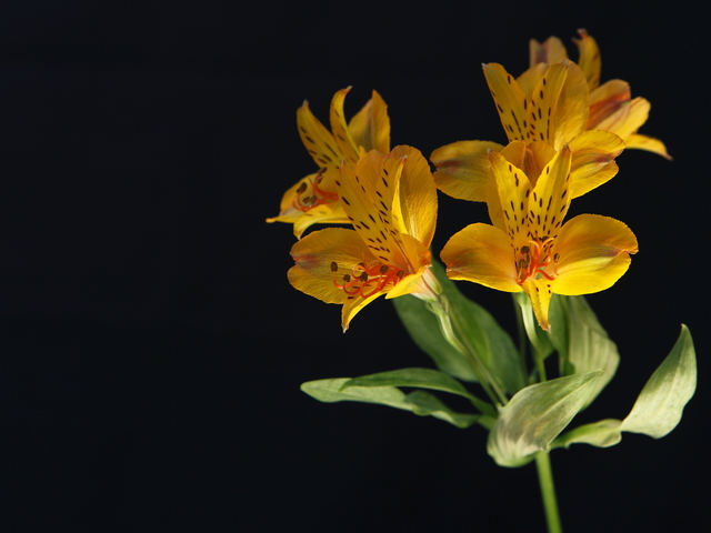 Flora