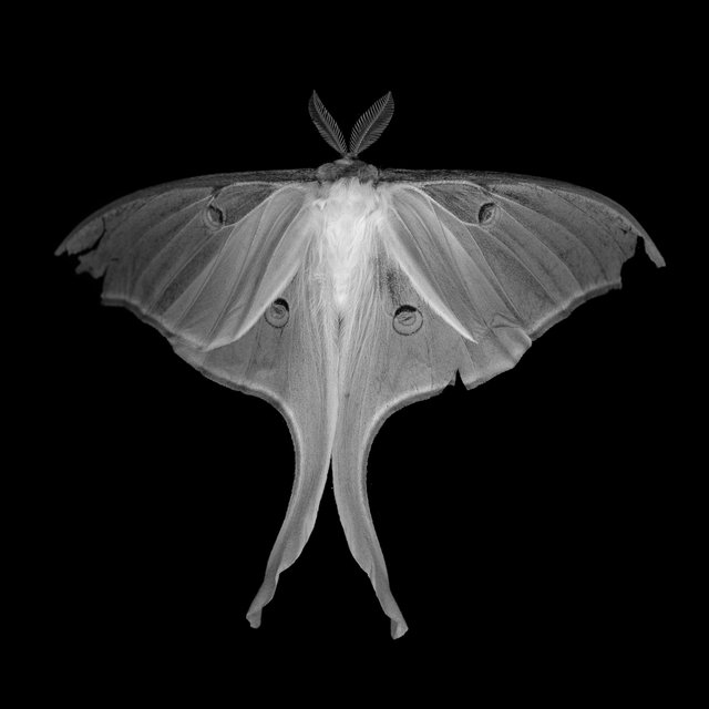 Actias Luna I (luna moth), 21st century