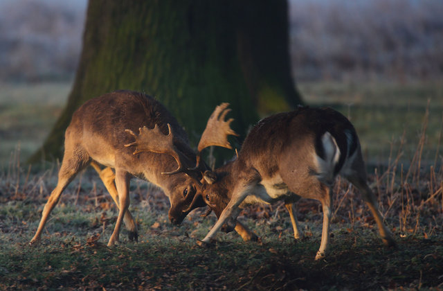 Fallow Deer Bucks