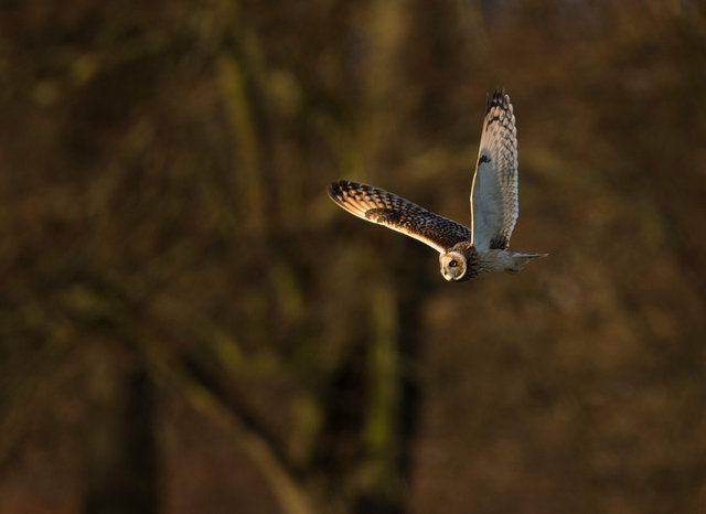 Short-eared Owl