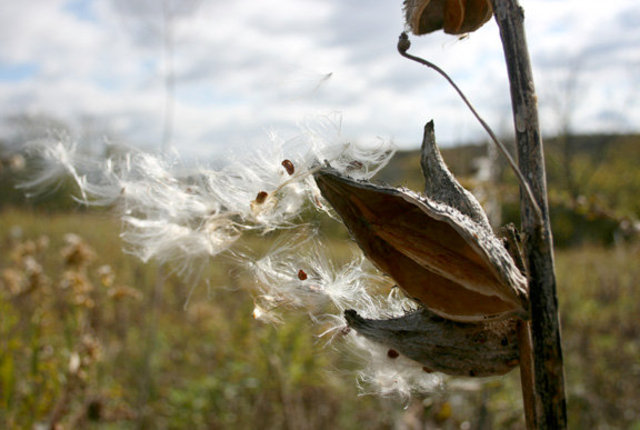 Photography image: "Blowing Milkweed"