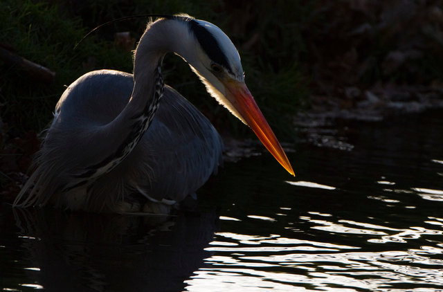 Grey heron