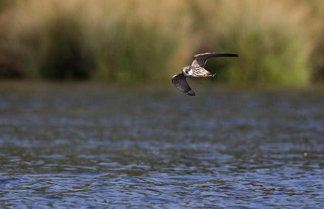 Hobby