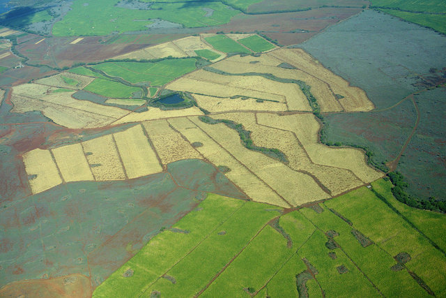 Sugar cane fields, Maui