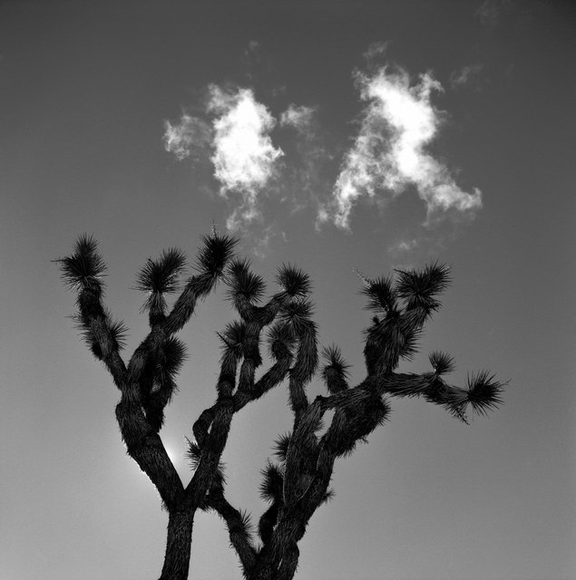 KeithSkeltonDesert (3 of 33).jpg