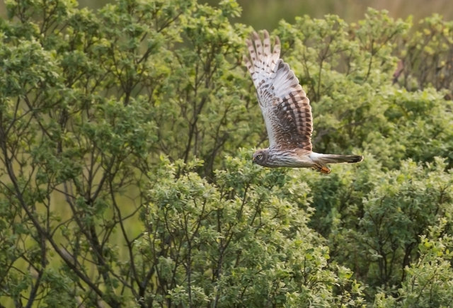 Hen harrier